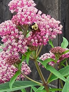 Bee on a flower