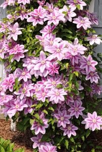 Pink flowers