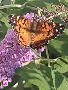 Monarch butterfly on a flower