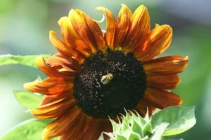 Sunflower with a bee in the middle