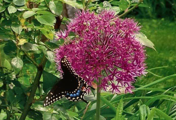 Butterfly on a flower